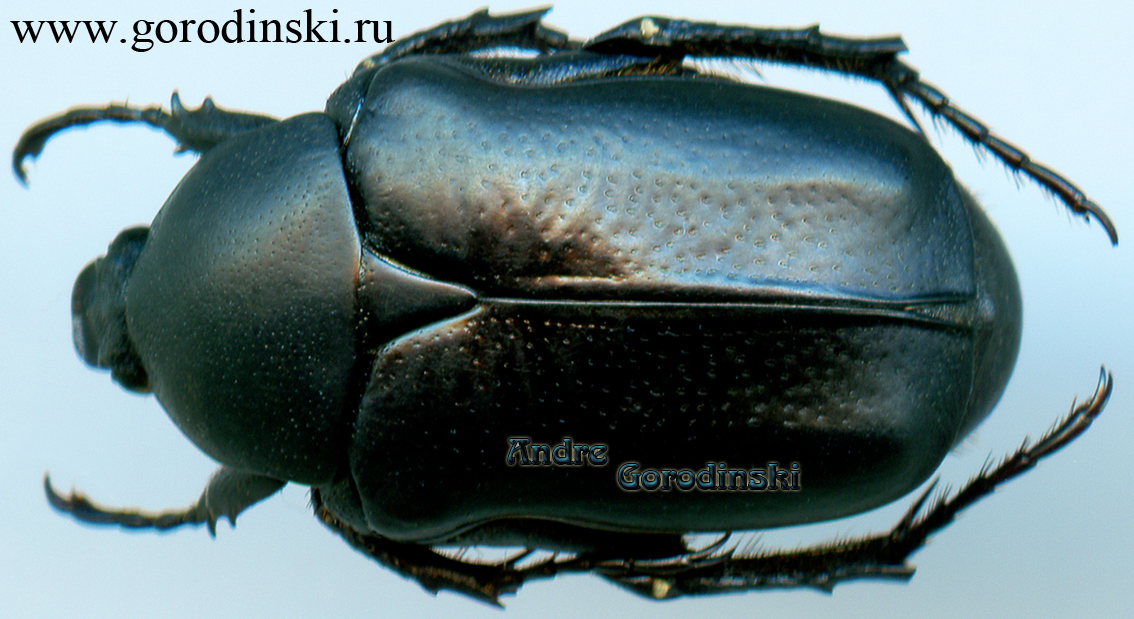 http://www.gorodinski.ru/cetoniidae/Aethiessa rugipennis.jpg